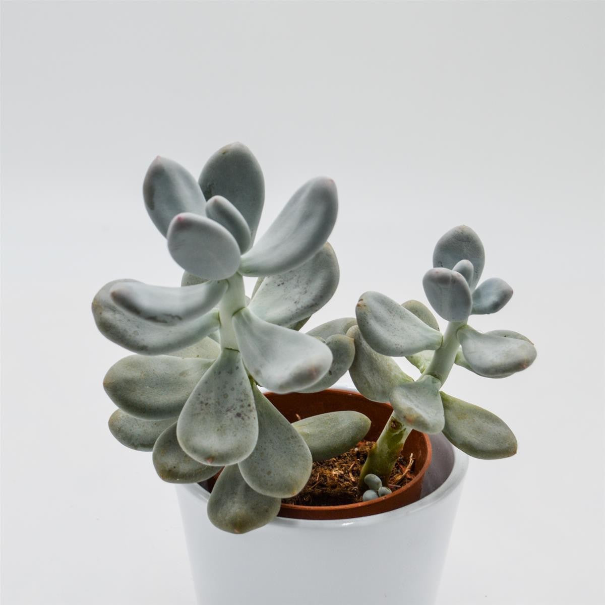 pasiora-pachyphytum-bracteosum-dickblatt-8-5cm image 2