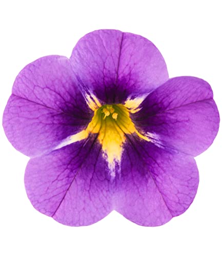baldur-garten-zaubergl-ckchen-cabaret-bumble-bee-blue-3-pflanzen image 7