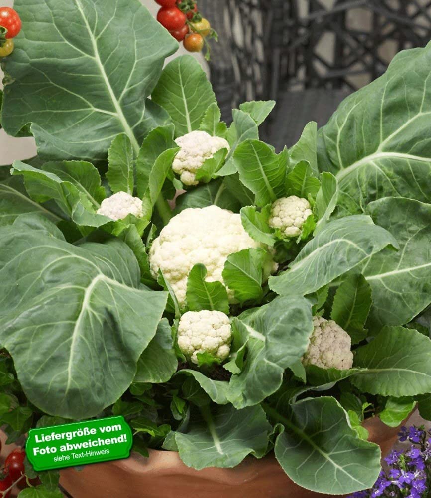baldur-garten-multi-pfl-ck-blumenkohl-multi-head-f1-3-pflanzen image 1