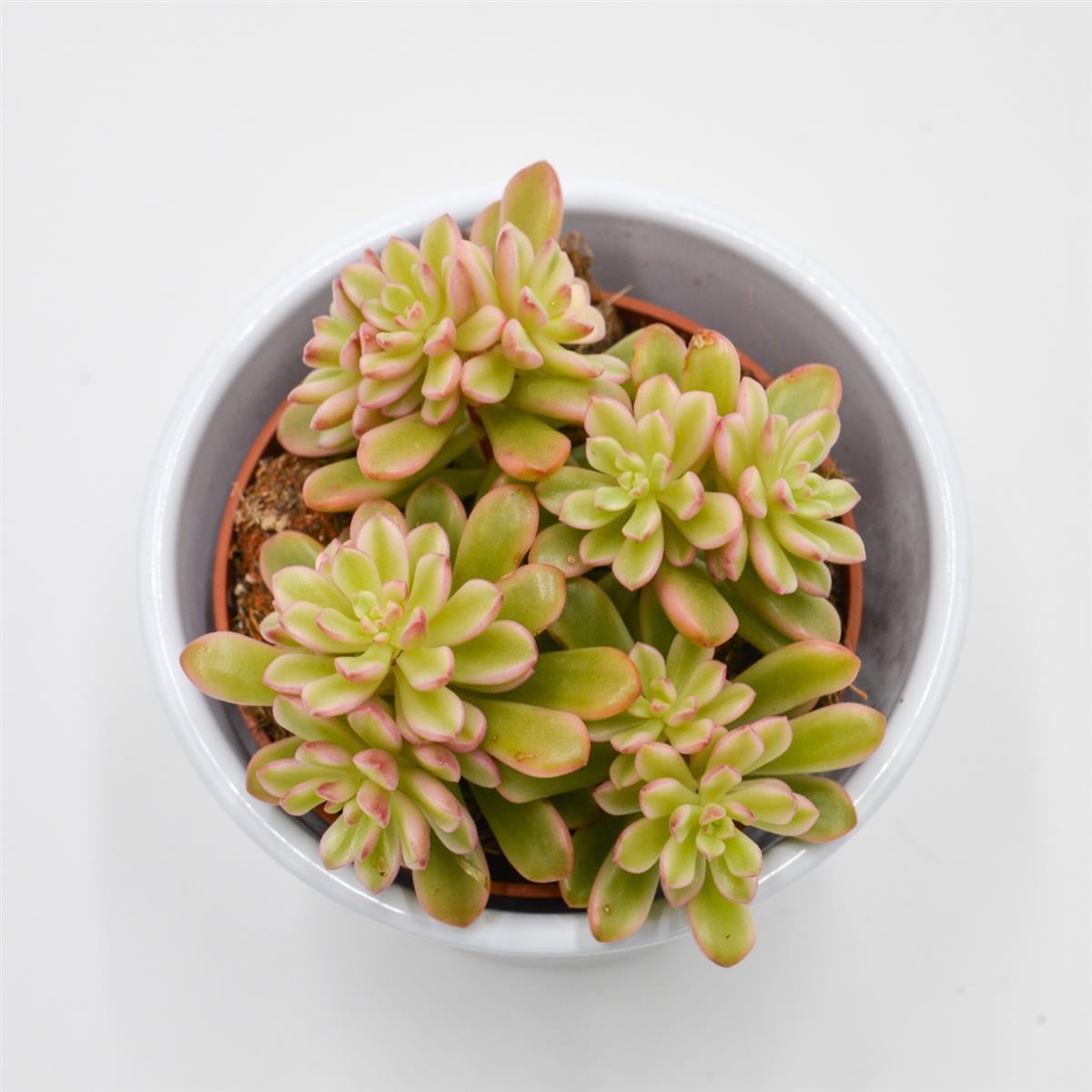 pasiora-sedum-joyce-tulloch-f-variegata-sukkulente-8-5-cm-topf image 2