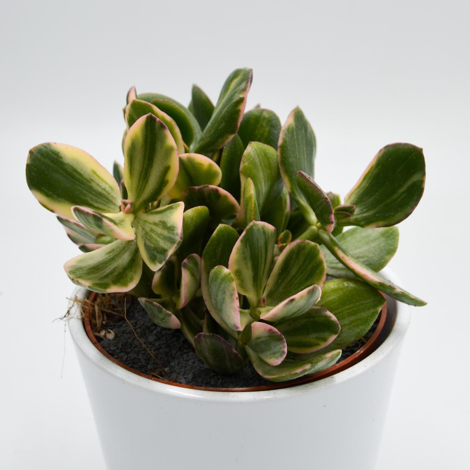 pasiora-crassula-ovata-f-variegata-12cm-topf image 2