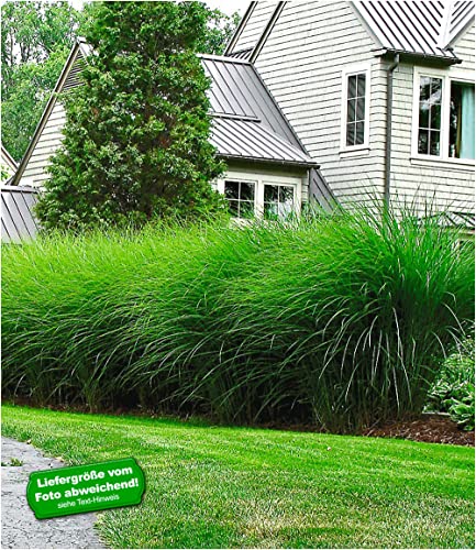 baldur-garten-chinaschilf-eulalia-3er-set-9x9-cm-miscanthus image 4
