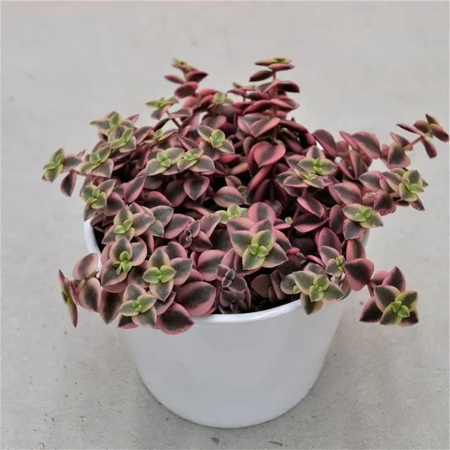 pasiora-crassula-pellucida-ssp-marginalis-sukkulente-12-cm-topf image 1