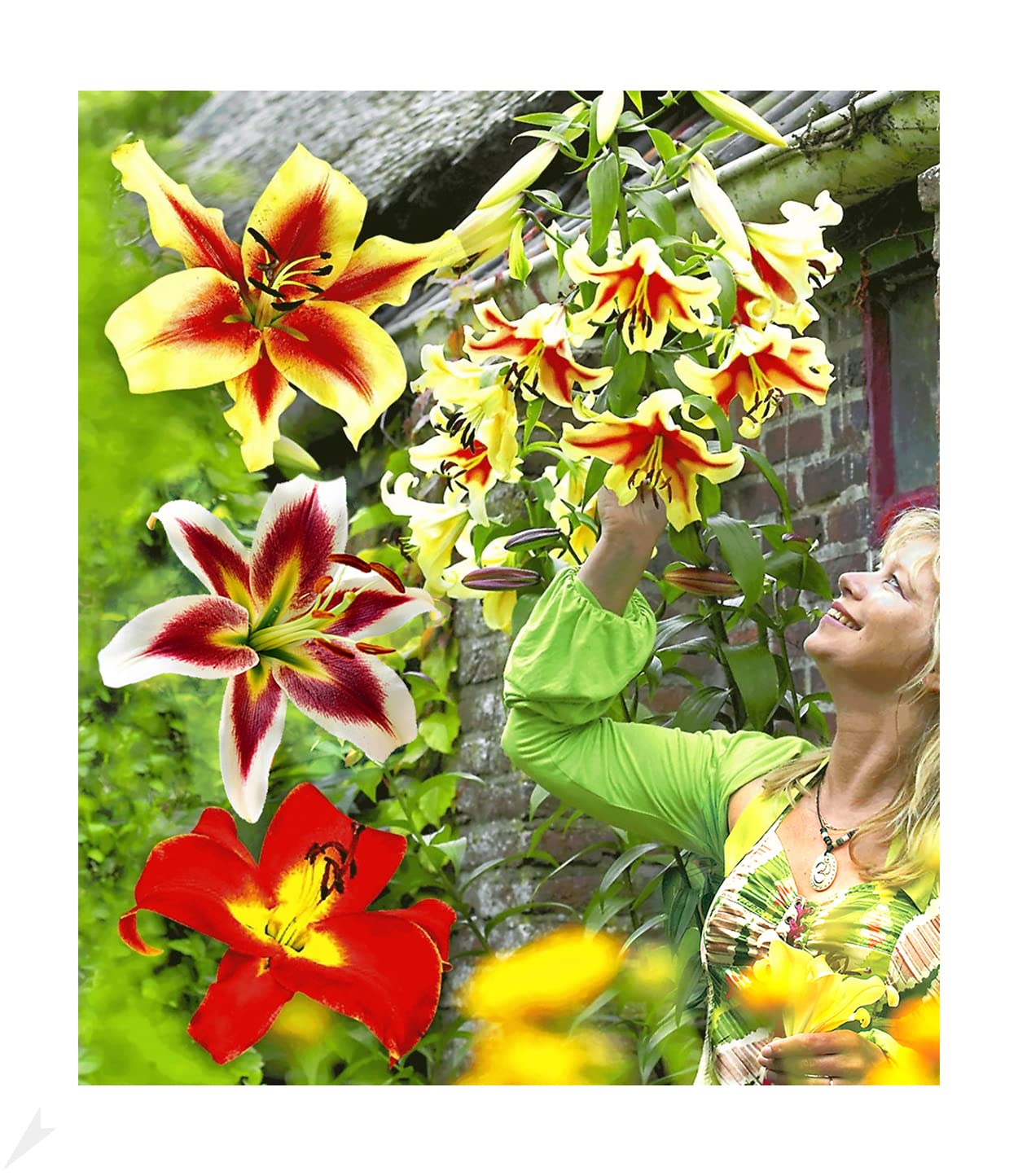 baldur-garten-3x-tree-lily-pretty-woman-zwiebel-16-18-cm image 5