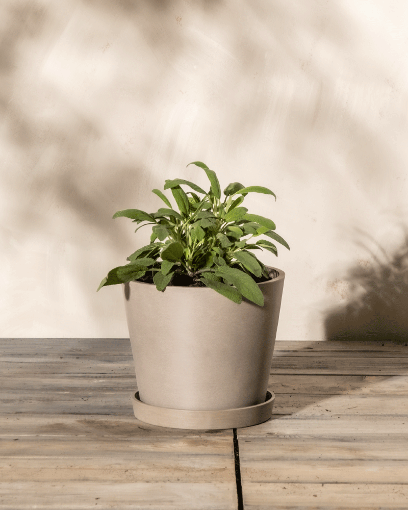 feey-echter-salbei-salvia-officinalis-kr-uterpflanze image 4