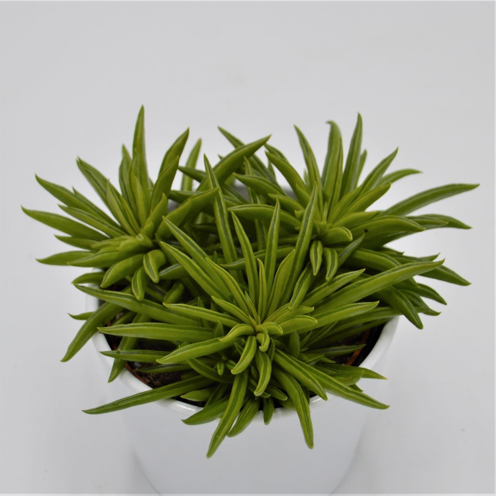 pasiora-peperomia-happy-bean-10-5-cm-sukkulente image 1