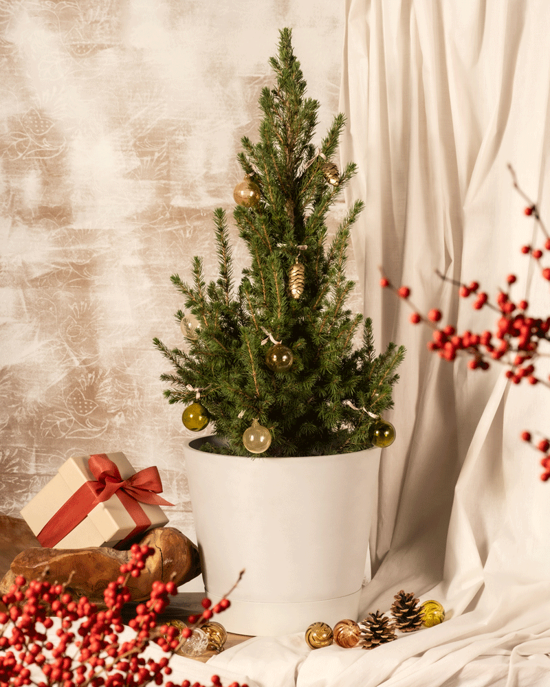 feey-gro-er-tannenbaum-zuckerhutfichte-picea-glauca-december-k-bel image 5