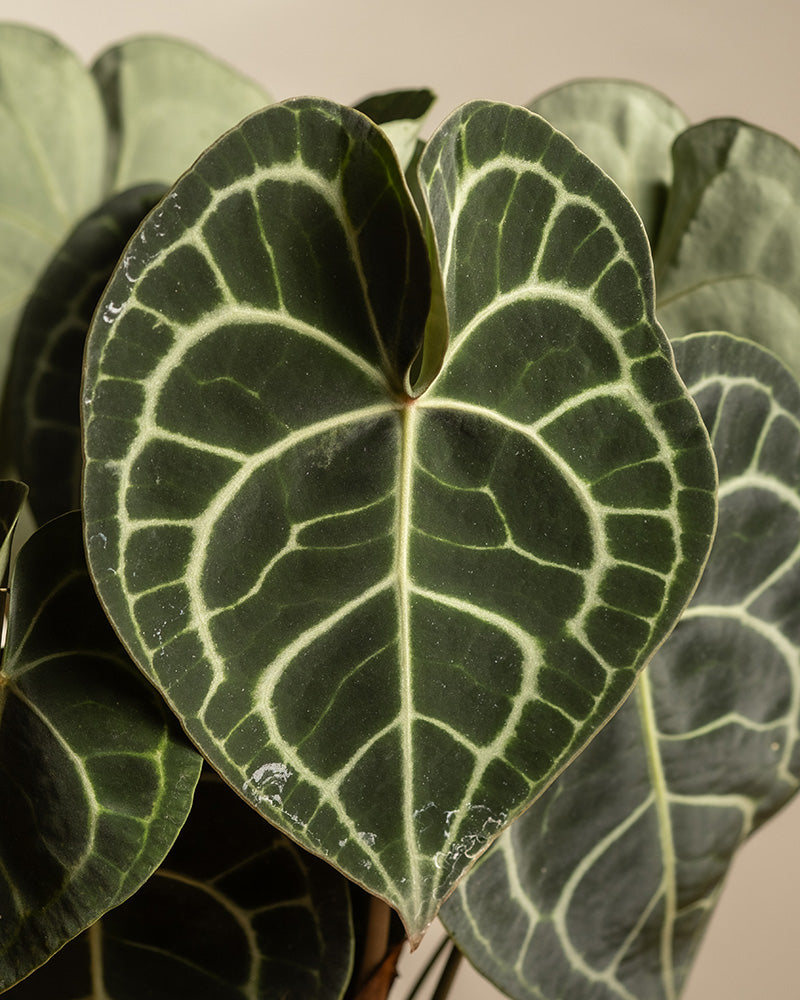 feey-anthurium-clarinervium-zimmerpflanze-herzblattblume image 2