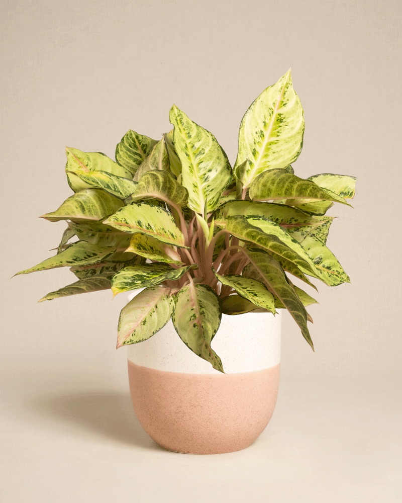 feey-aglaonema-chartreuse-pretty-zimmerpflanze image 7