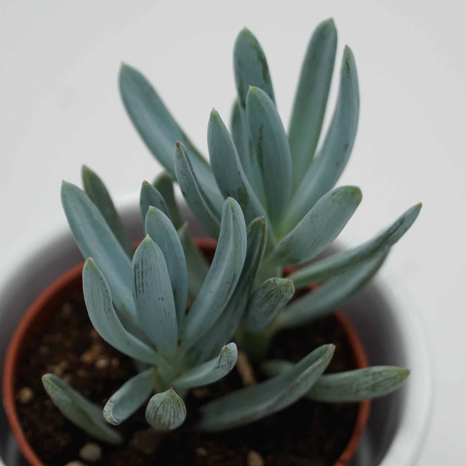 pasiora-senecio-ficoides-sukkulente-im-6cm-topf image 4