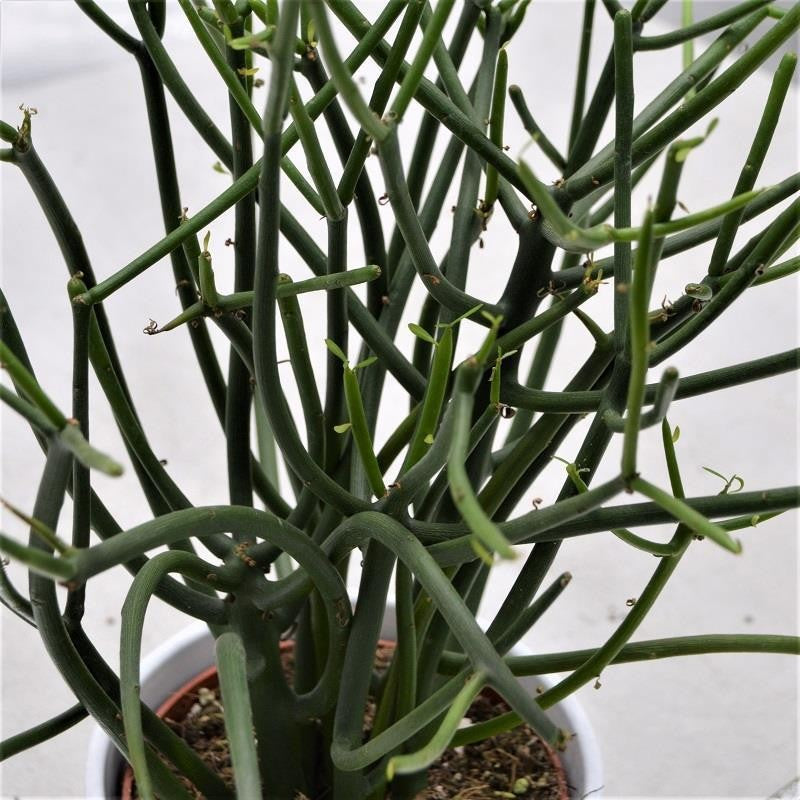 pasiora-euphorbia-tirucalli-sukkulente-12cm image 1