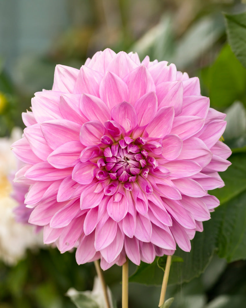 feey-dahlien-pink-lavender-perfection-knollen image 2