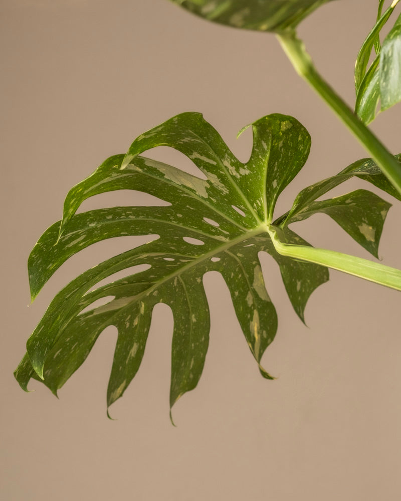feey-monstera-deliciosa-thai-constellation-rarit-t-zimmerpflanze-im-14er-topf image 7