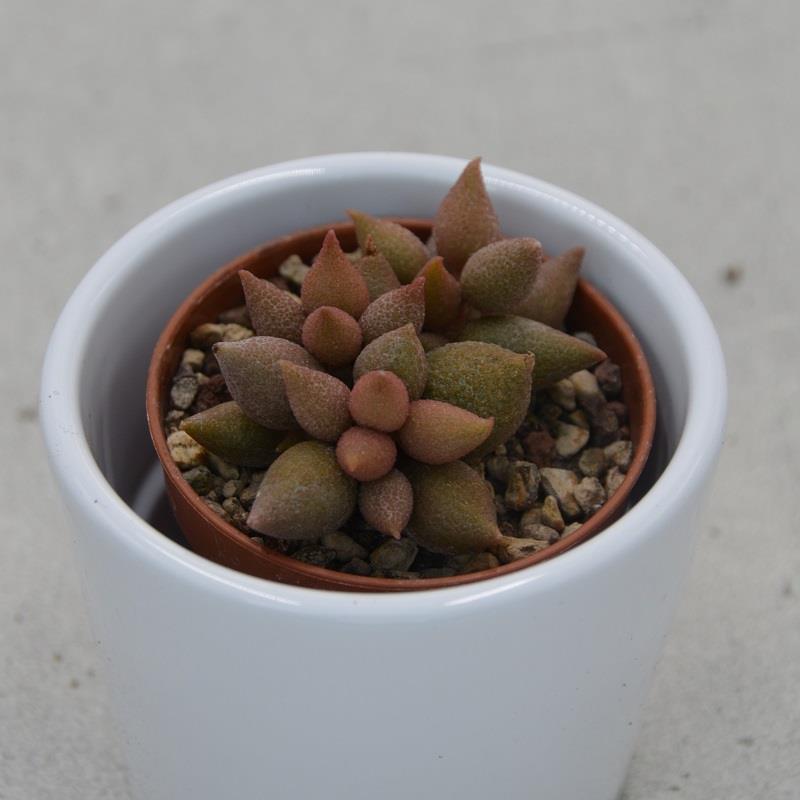 pasiora-adromischus-herrei-aubergine-mini-sukkulente-5-5cm image 1