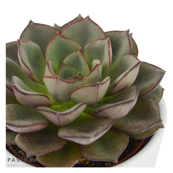 pasiora-echeveria-moranii-echeverie-6cm-topf image 2