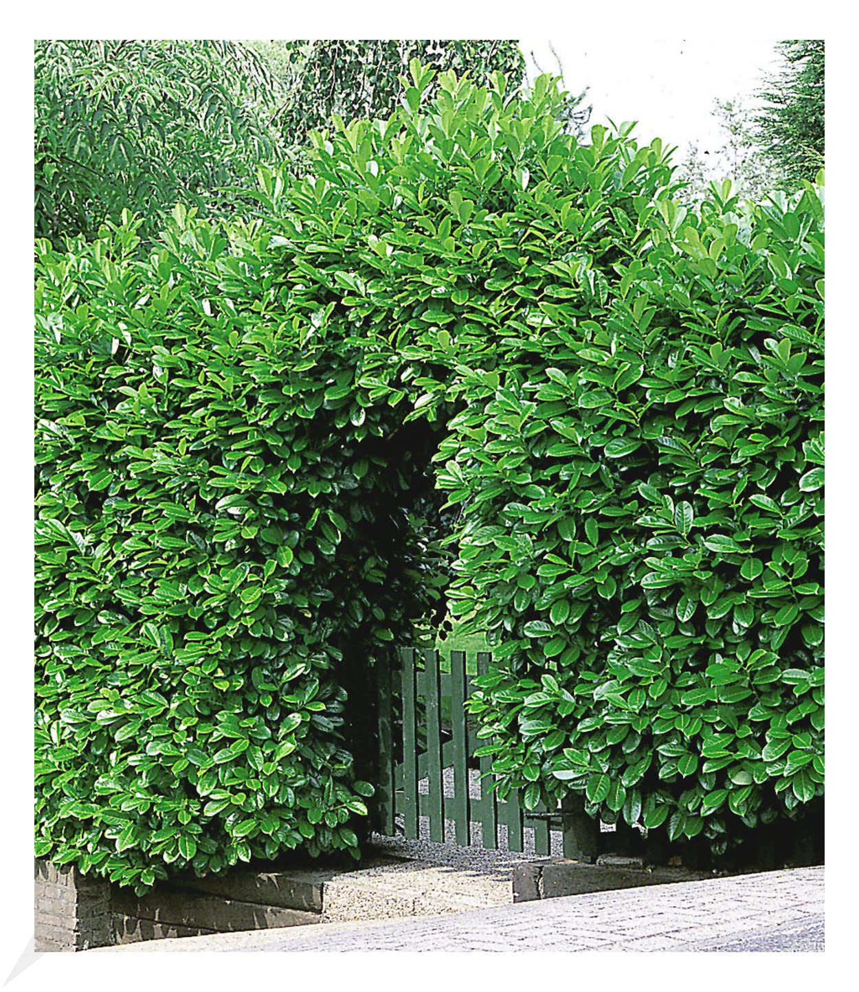 baldur-garten-kirschlorbeer-hecke-20er-set-im-9x9-cm-topf image 1