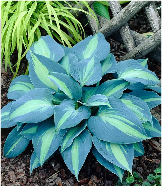 baldur-garten-hosta-touch-of-class-schneckenresistente-funkie-1-knolle image 1