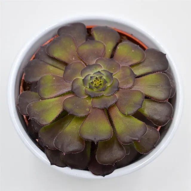 pasiora-aeonium-arboreum-velours-10-5-cm-topf image 1