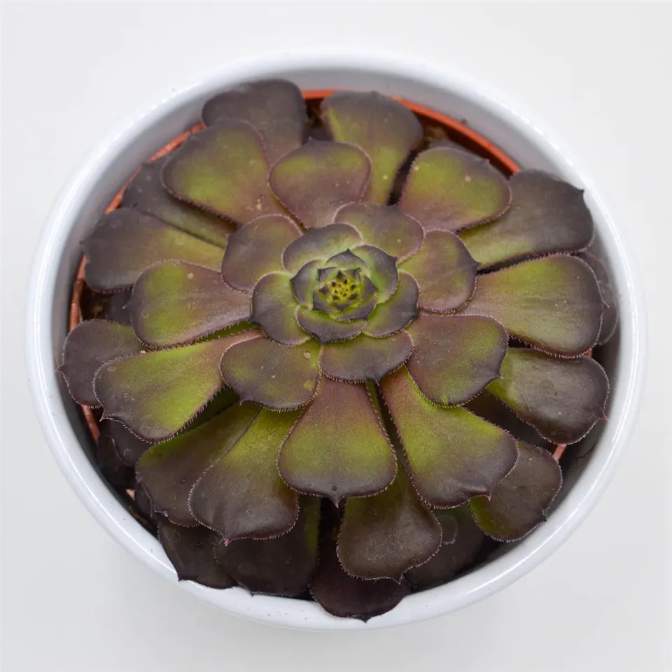 pasiora-aeonium-arboreum-velours-10-5-cm-topf image 1