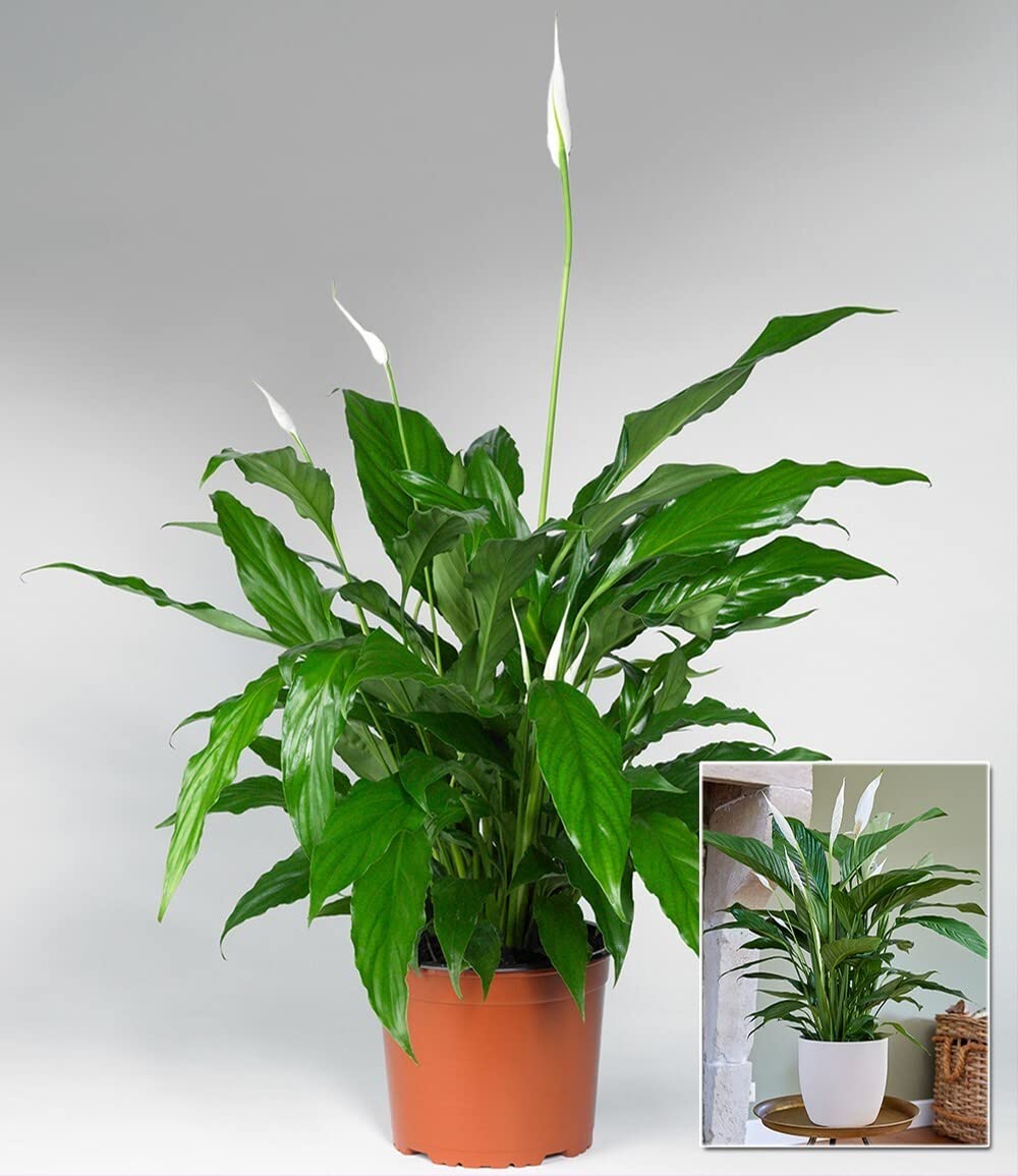 baldur-garten-spathiphyllum-einblatt-55-65-cm-im-17-cm-topf image 3