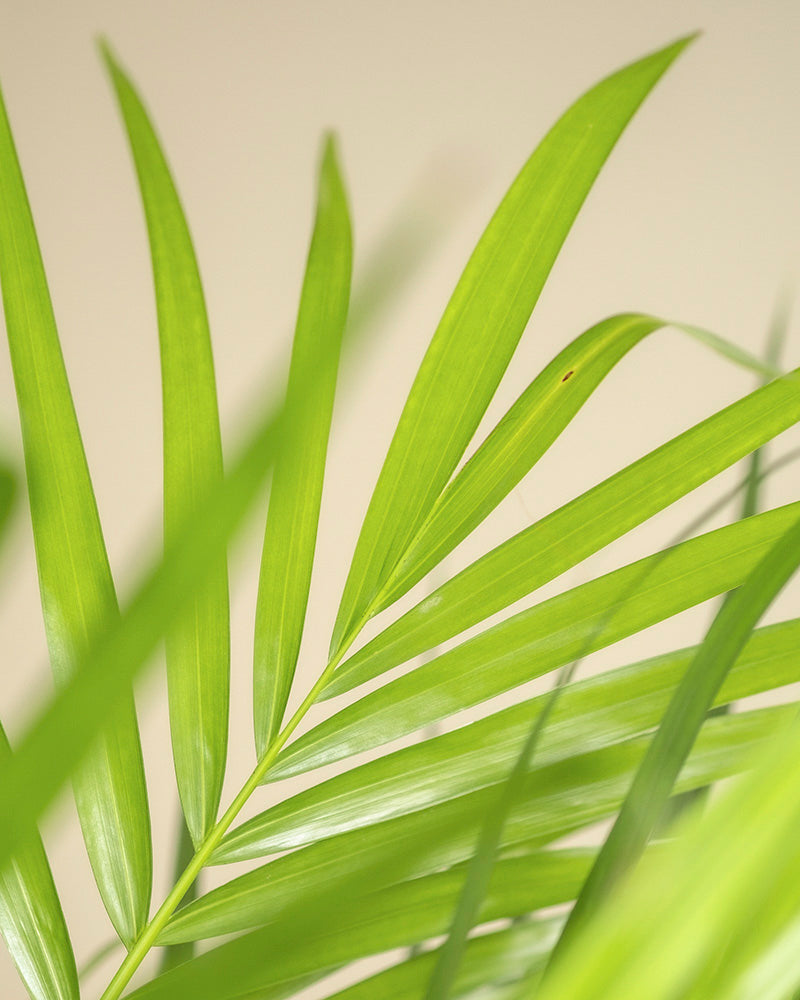feey-goldfruchtpalme-areca-palme-gro image 2