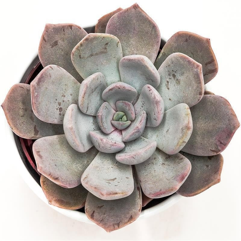 pasiora-x-pachyveria-asante-sana-sukkulente-12cm-topf image 2