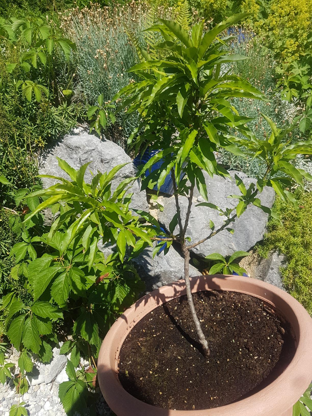 Schöner Baum, braucht Pflege