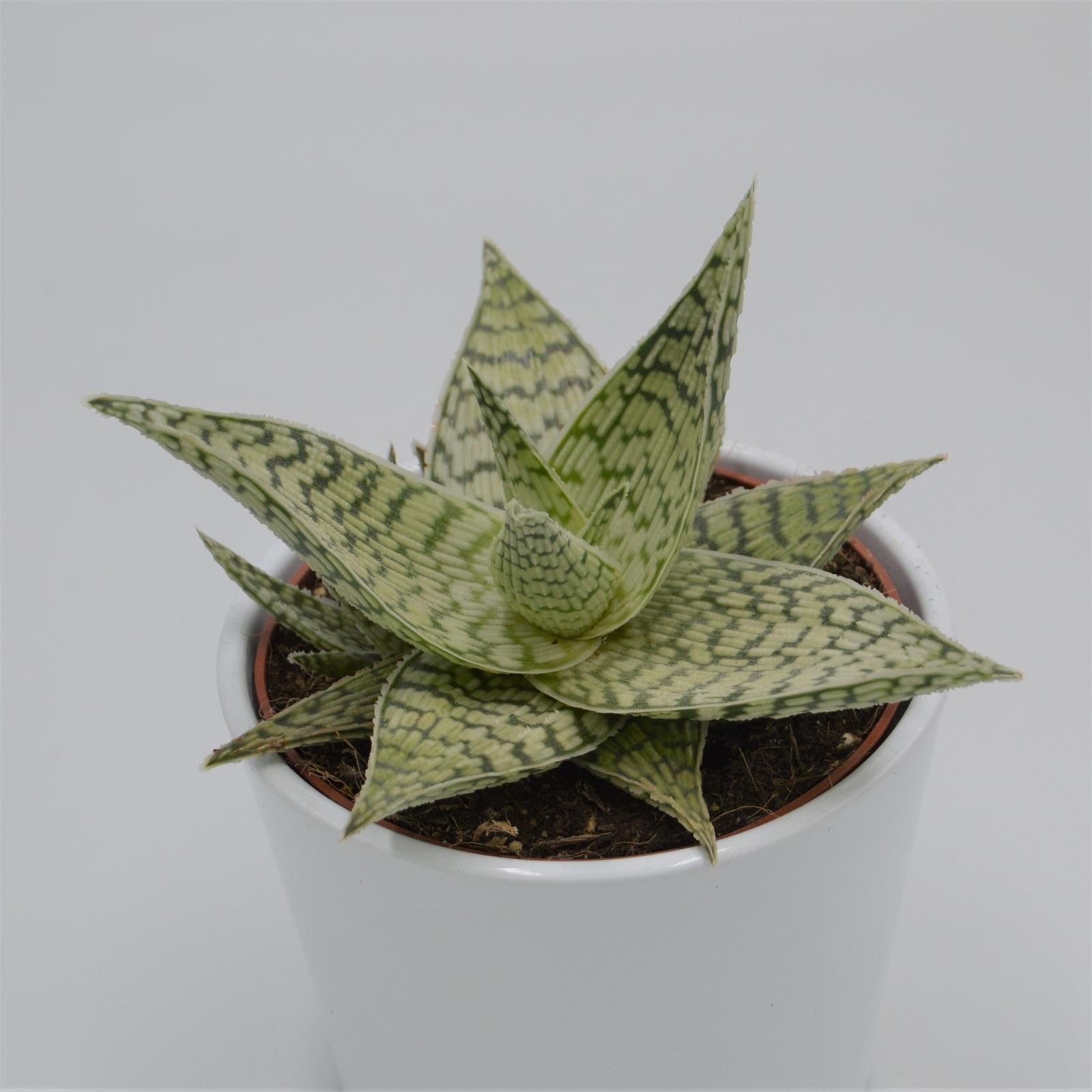 pasiora-aloe-rauhii-demi-12cm-topf image 2