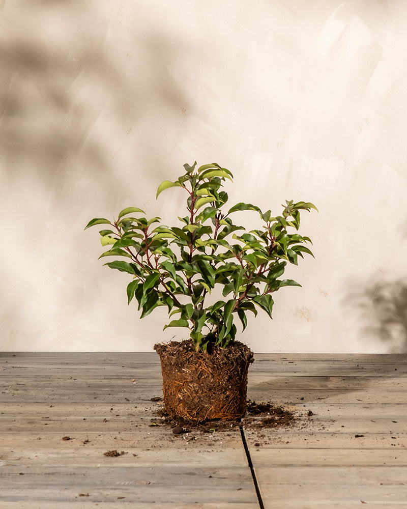 feey-prunus-lusitanica-immergr-ner-strauch-2-3-m-winterhart image 3