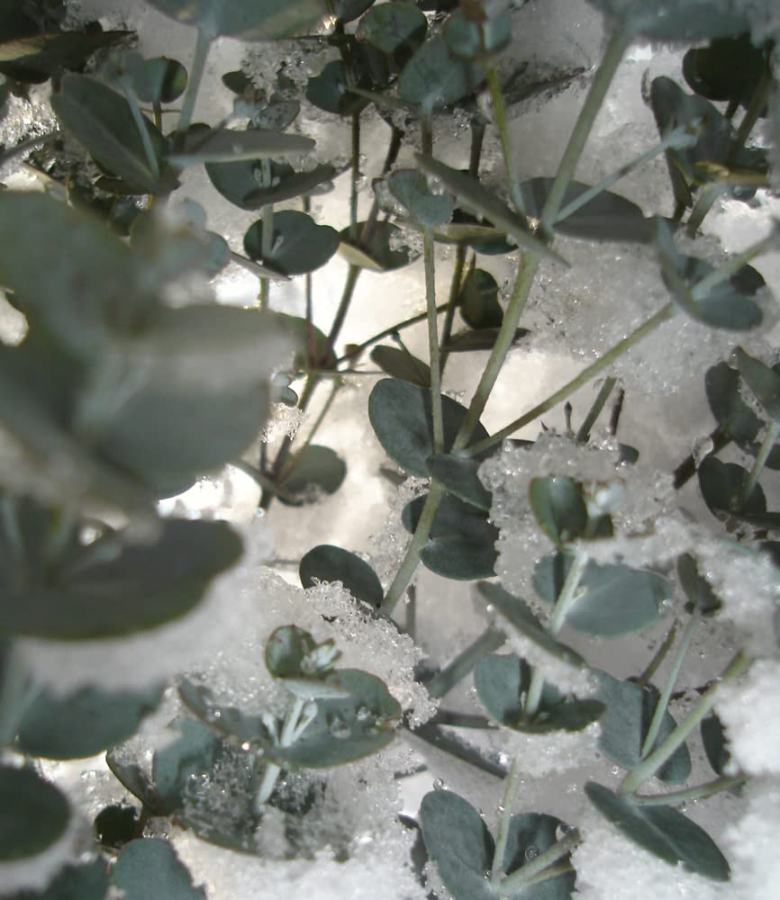 baldur-garten-winterharter-eukalyptus-azura-im-15-cm-topf image 6