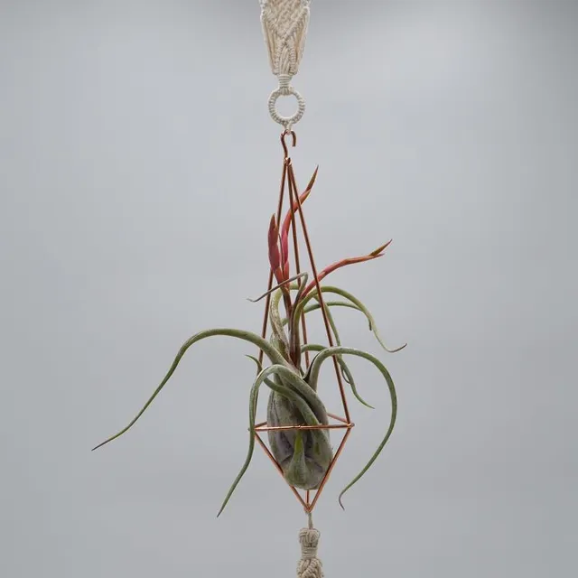 pasiora-himmeli-boho-deko-f-r-tillandsien-pflanzen image 1