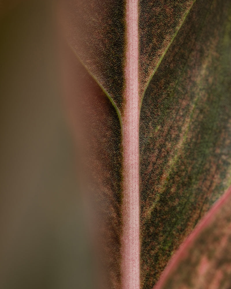 feey-aglaonema-jungle-red-kolbenfaden-mit-roten-bl-ttern-klein image 2