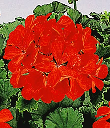 baldur-garten-tiroler-h-nge-geranien-feuerrot-3-pflanzen-im-10-5-cm-topf image 5
