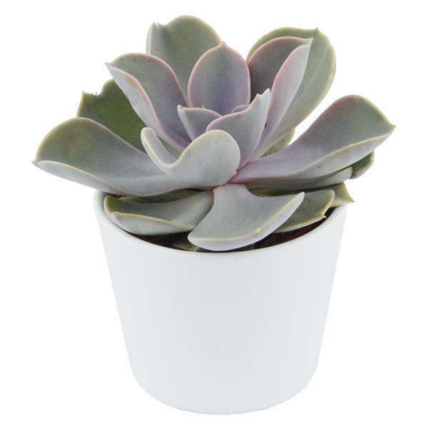 pasiora-enchant-echeveria-10-st-ck-set-6cm image 5