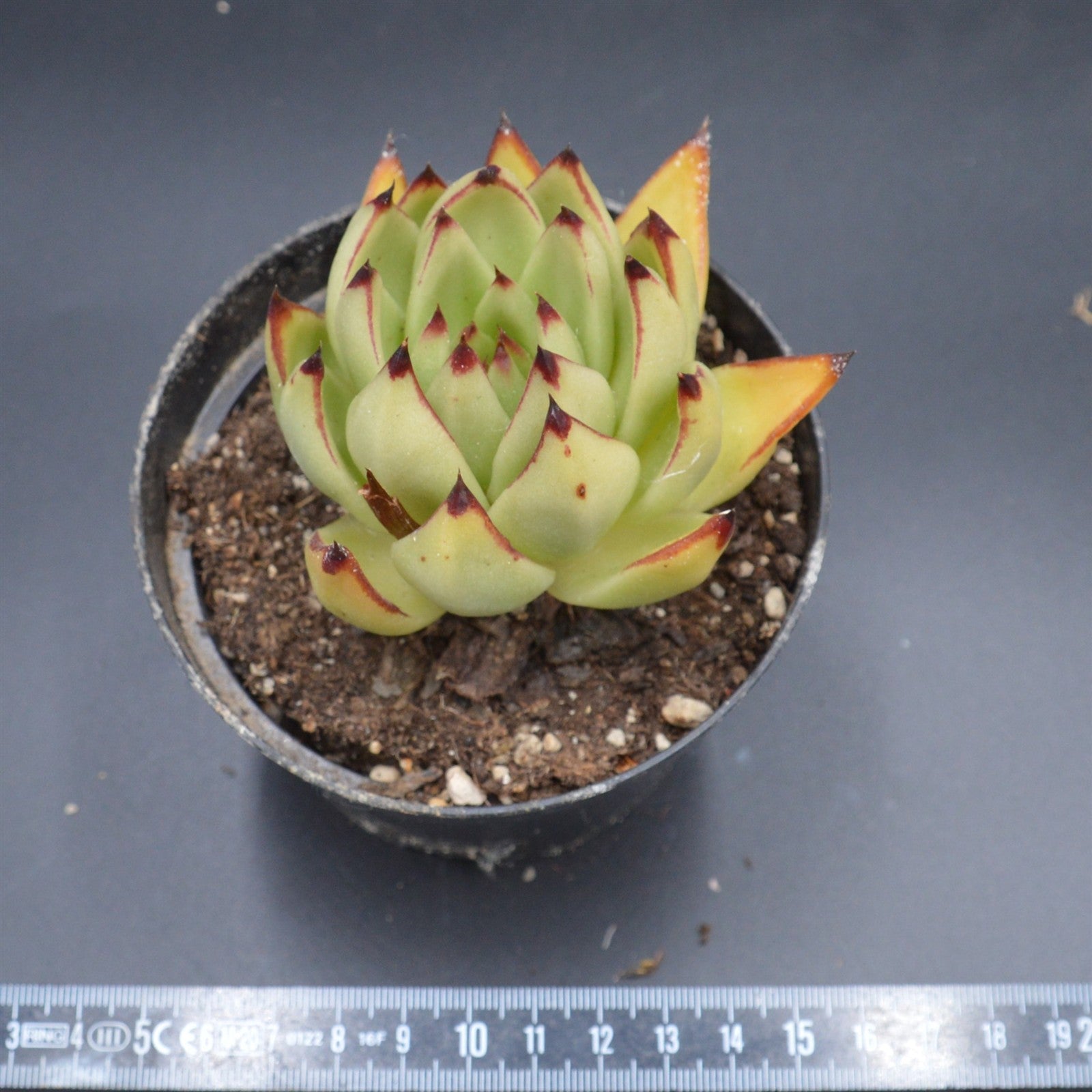 pasiora-echeveria-agavoides-echeverie-einzelst-ck image 2