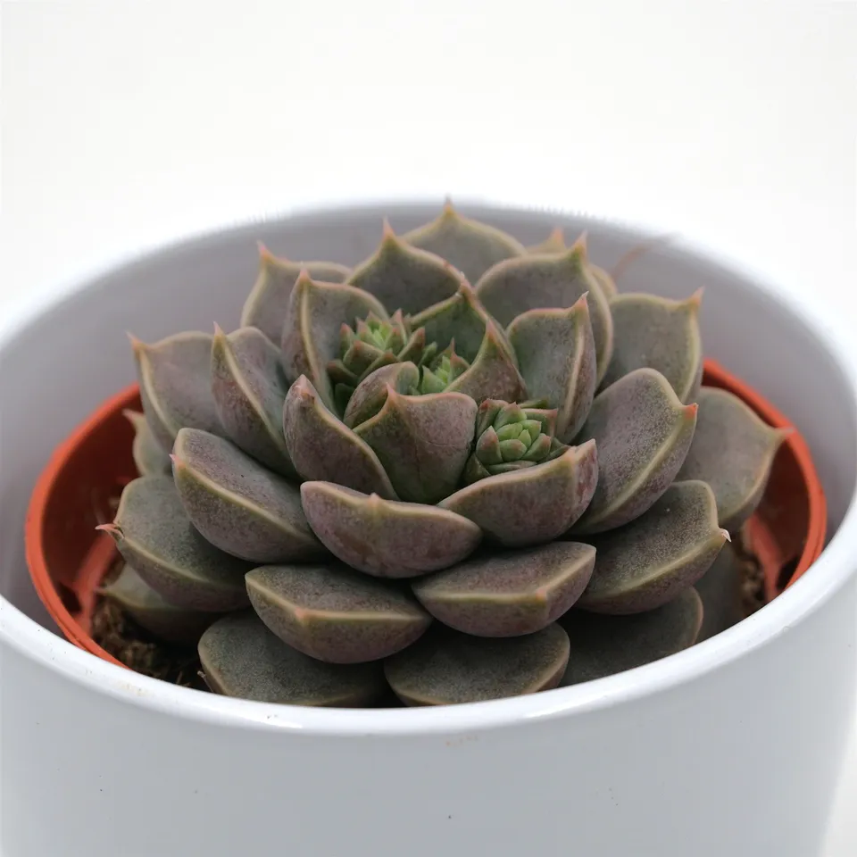 pasiora-echeveria-marsic-sukkulente-8-5-cm-topf image 1