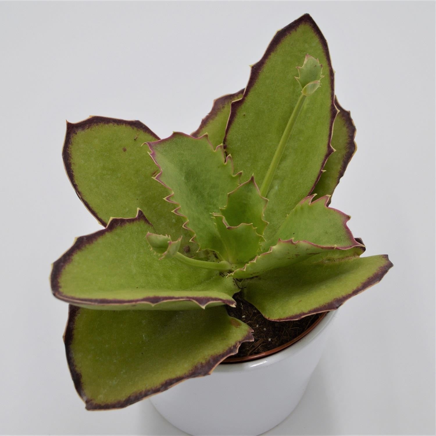 pasiora-kalanchoe-synsepala-13cm-sukkulente image 1