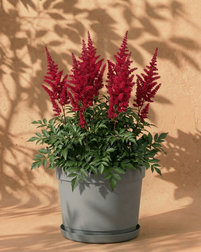 feey-astilbe-pink-spinell-rhizome-prachtspiere-bis-1-m image 7