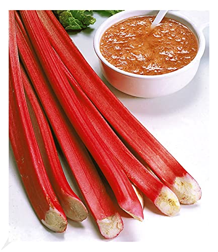 baldur-garten-blut-rhabarber-rheum-rhabarbarum-3-knollen-gr-e-i image 3