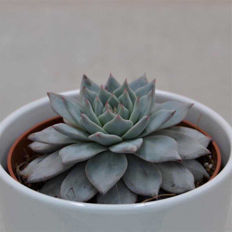 pasiora-echeveria-blue-bird-rosetten-sukkulente-10-5-cm-topf image 3