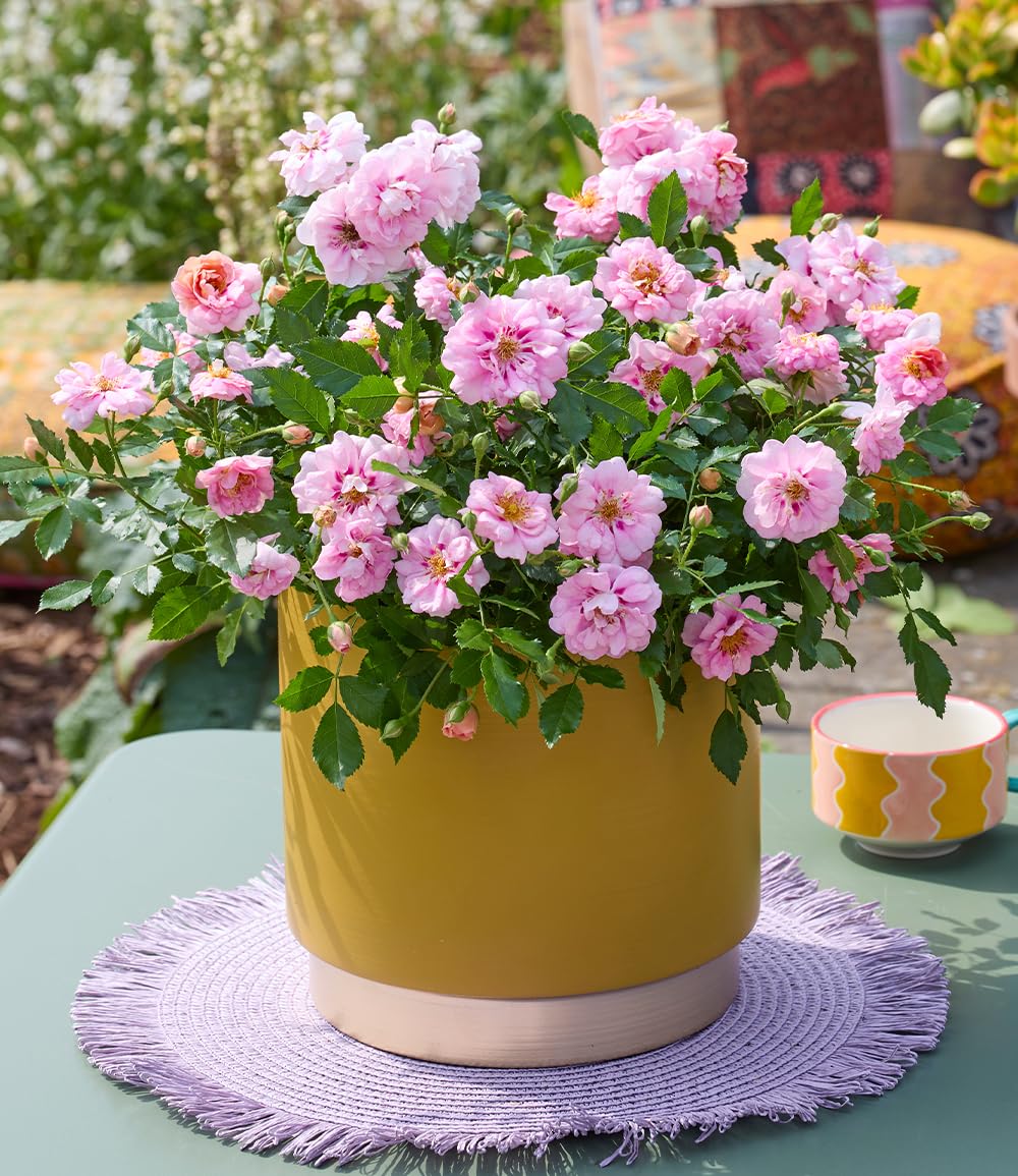 baldur-garten-rose-amirose-zwergrose-im-14-cm-topf image 4
