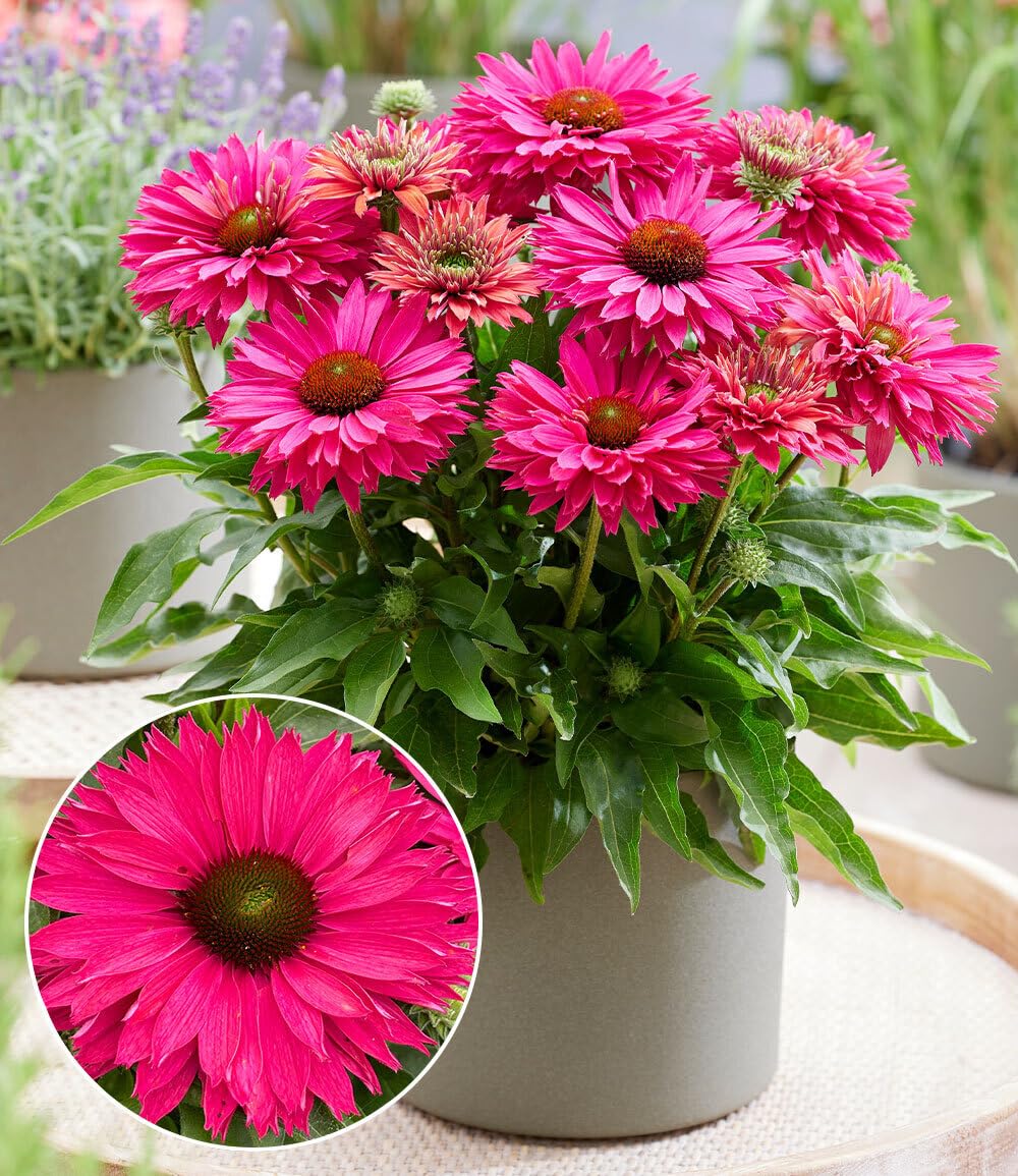 baldur-garten-echinacea-sunseekers-sweet-fuchsia-9x9-cm-topf image 1