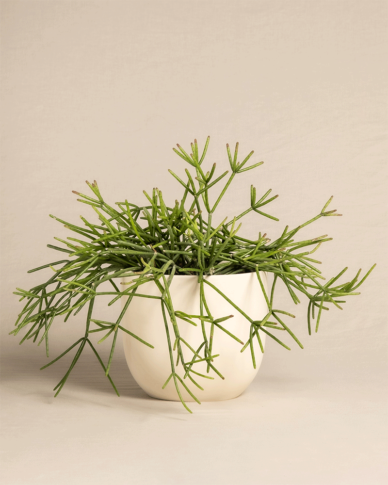 feey-rhipsalis-neves-armondii-zimmerpflanze-halbschattig image 6