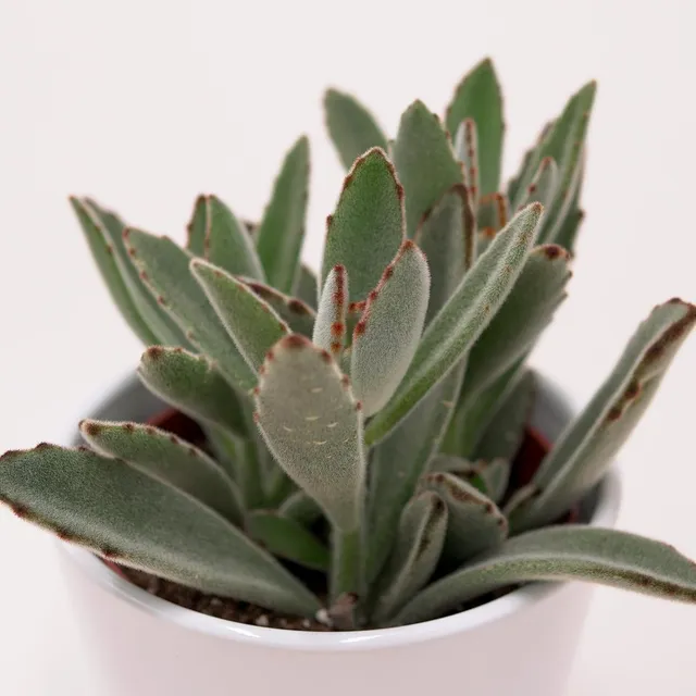 pasiora-kalanchoe-tomentosa-katzenohr-sukkulente-10-5cm-topf image 1