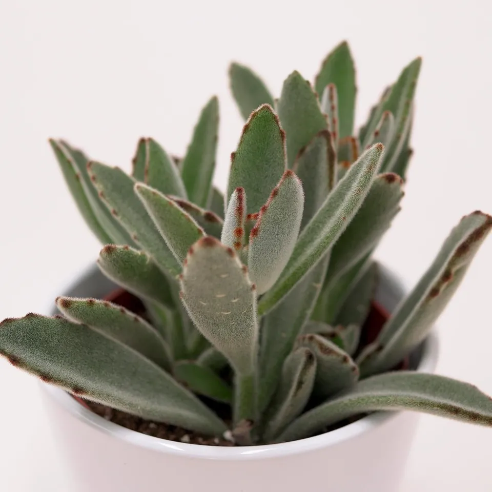 pasiora-kalanchoe-tomentosa-katzenohr-sukkulente-10-5cm-topf image 1