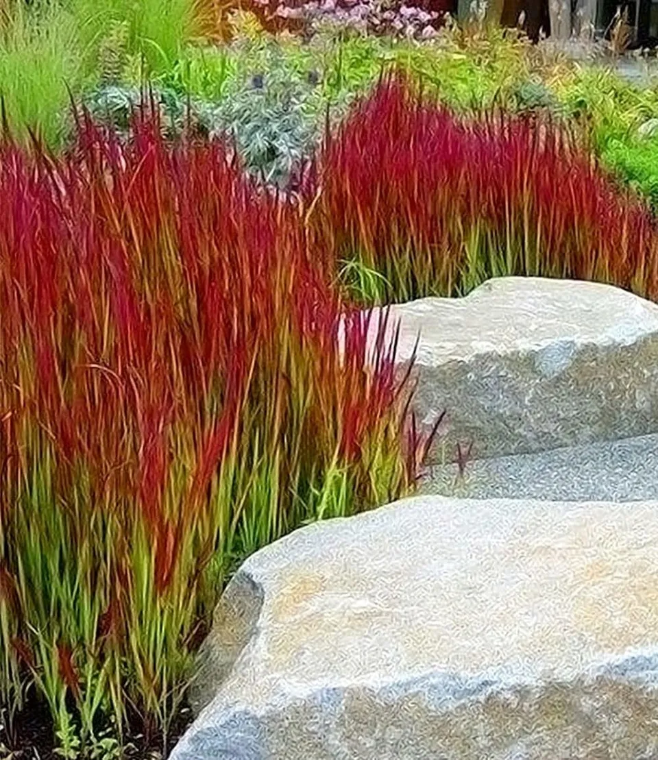 baldur-garten-3x-ziergras-red-baron-im-9x9-cm-topf image 1