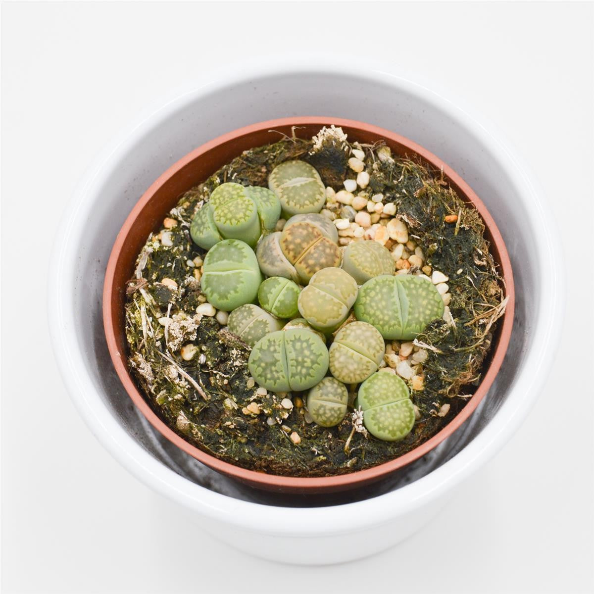 pasiora-lithops-ssp-lebende-steine-8-5cm-topf image 3