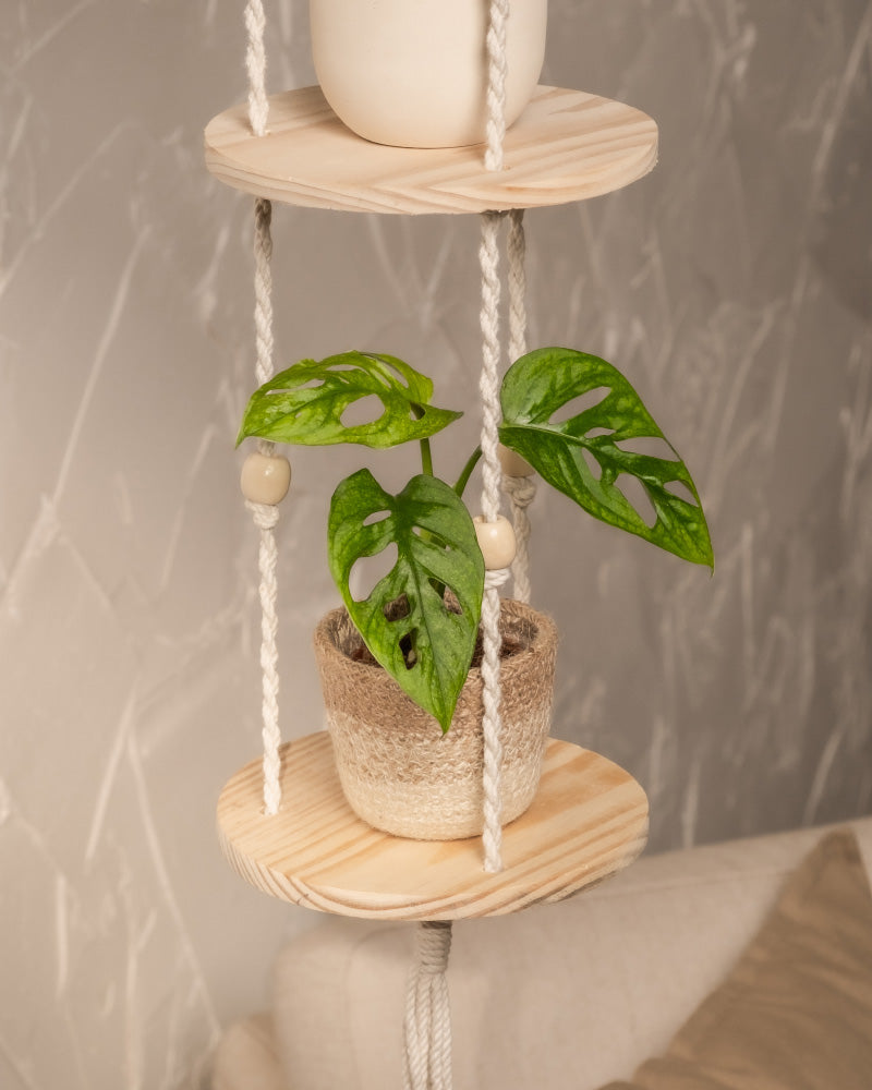 feey-monstera-adansonii-mint-babypflanze-panaschiert image 4
