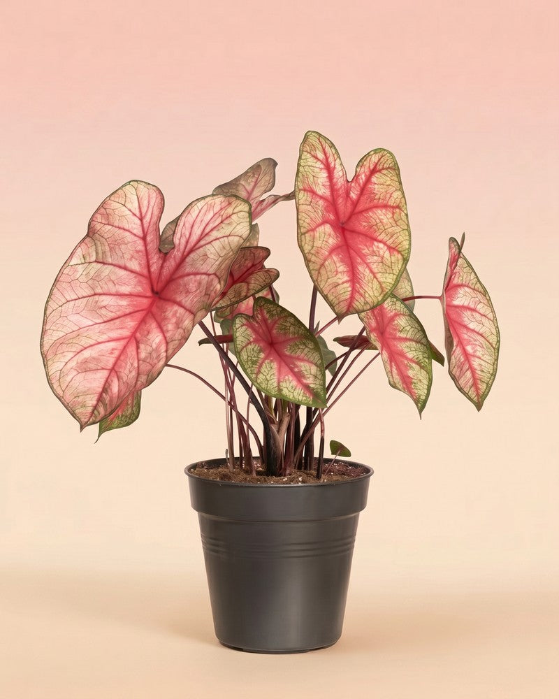 feey-caladium-party-punch-buntwurz-pink image 3