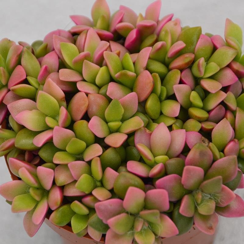 pasiora-anacampseros-rufescens-subsp-variegata-sukkulente-9cm image 2